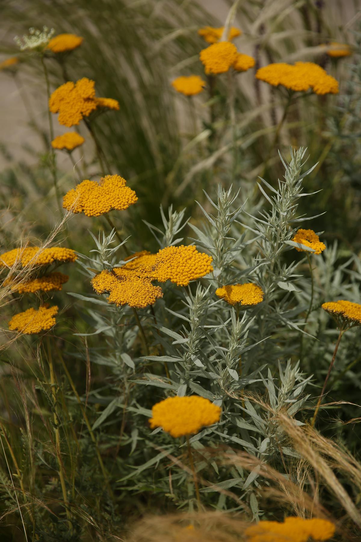 J. Mullan Gardens & Landscapes drought resilient plantings