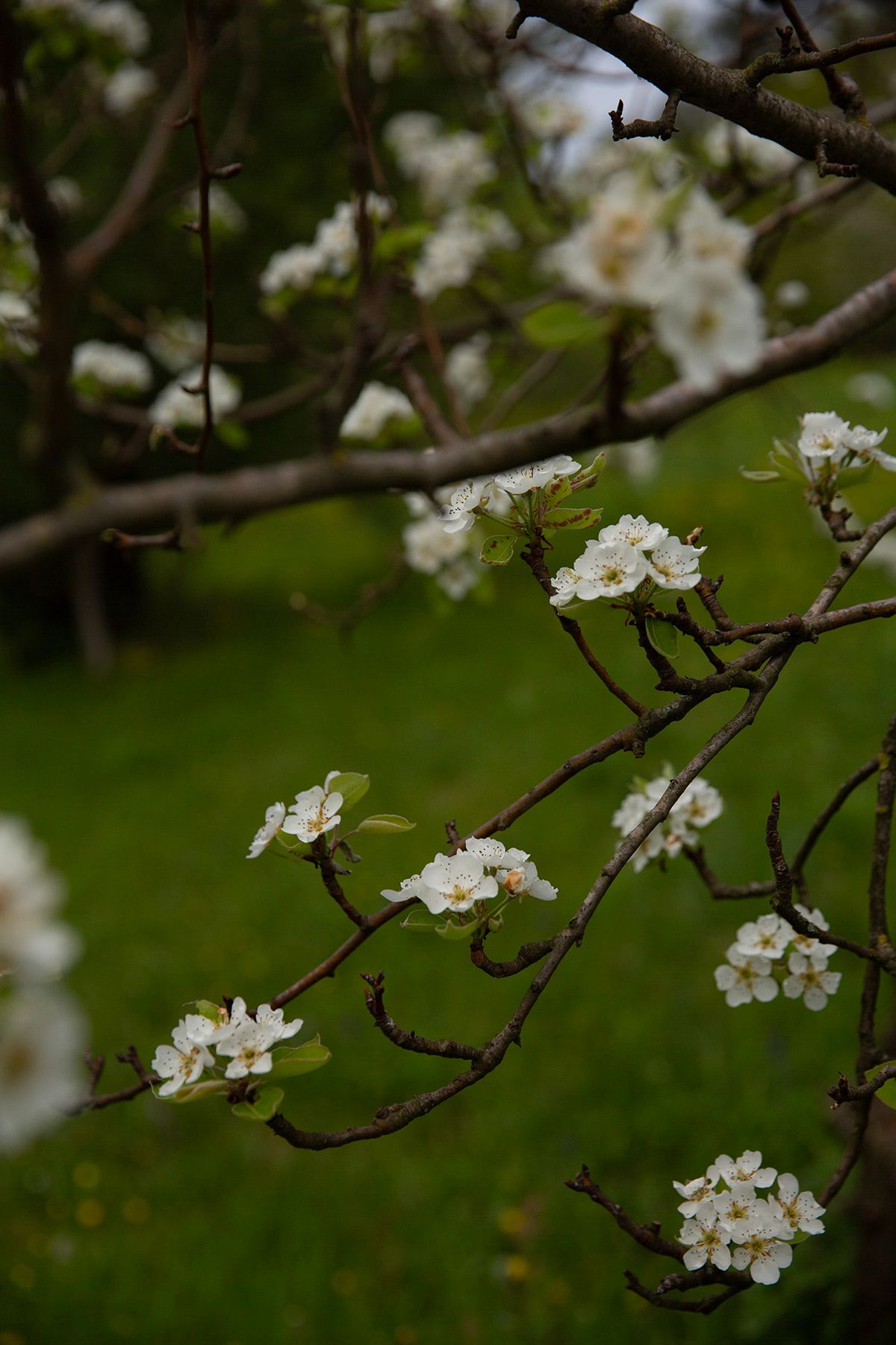 J. Mullan: Gardens & Landscapes | Vienna, Austria