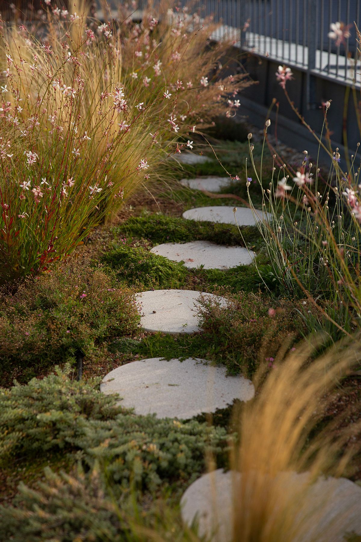 drought resistant perennial rooftop garden design julian mullan