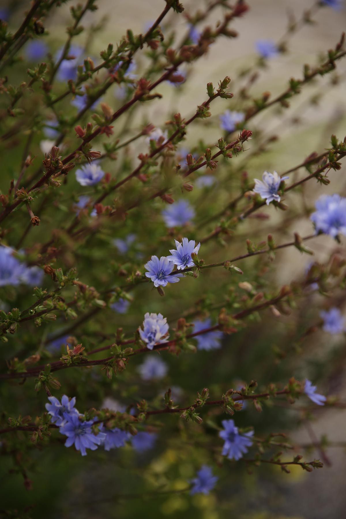 J. Mullan Gardens & Landscapes drought resilient plantings