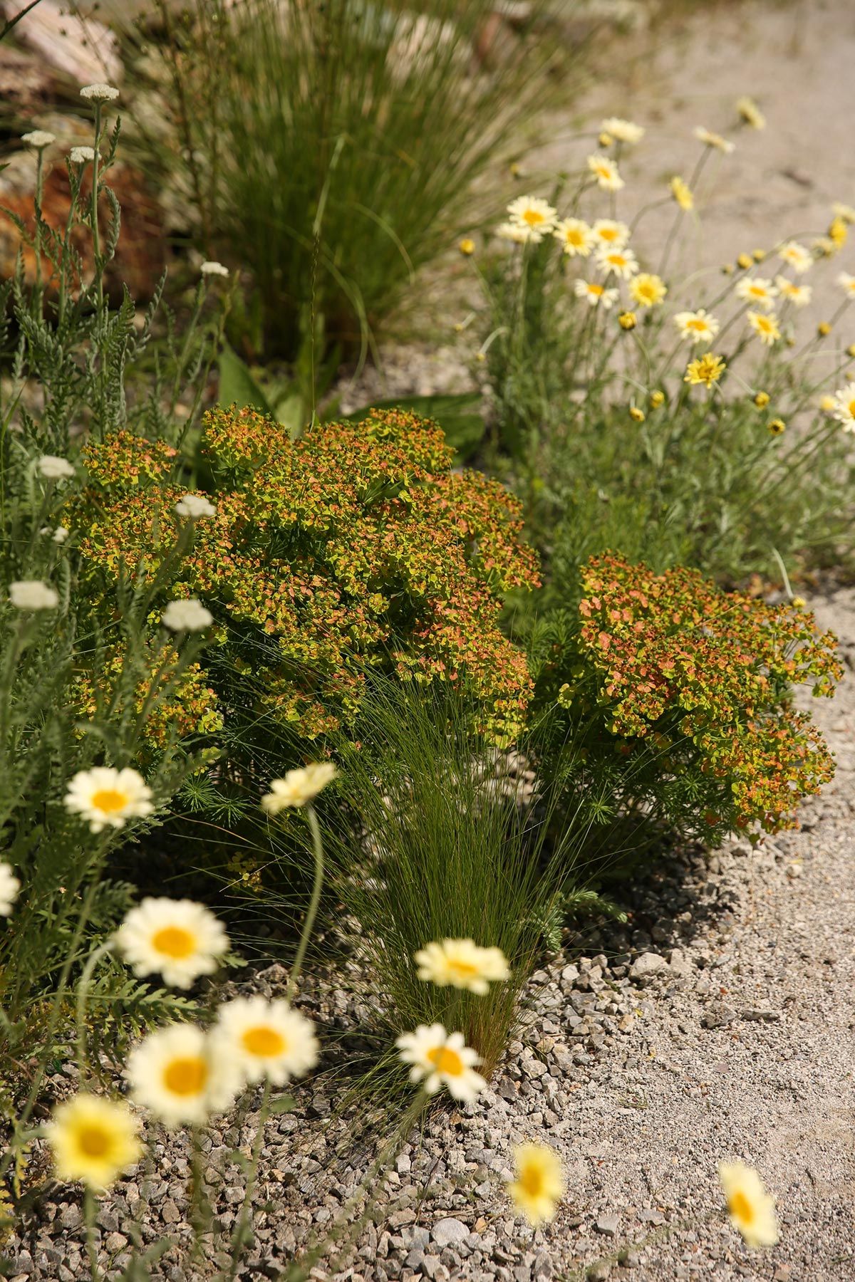 J. Mullan Gardens & Landscapes drought resilient plantings