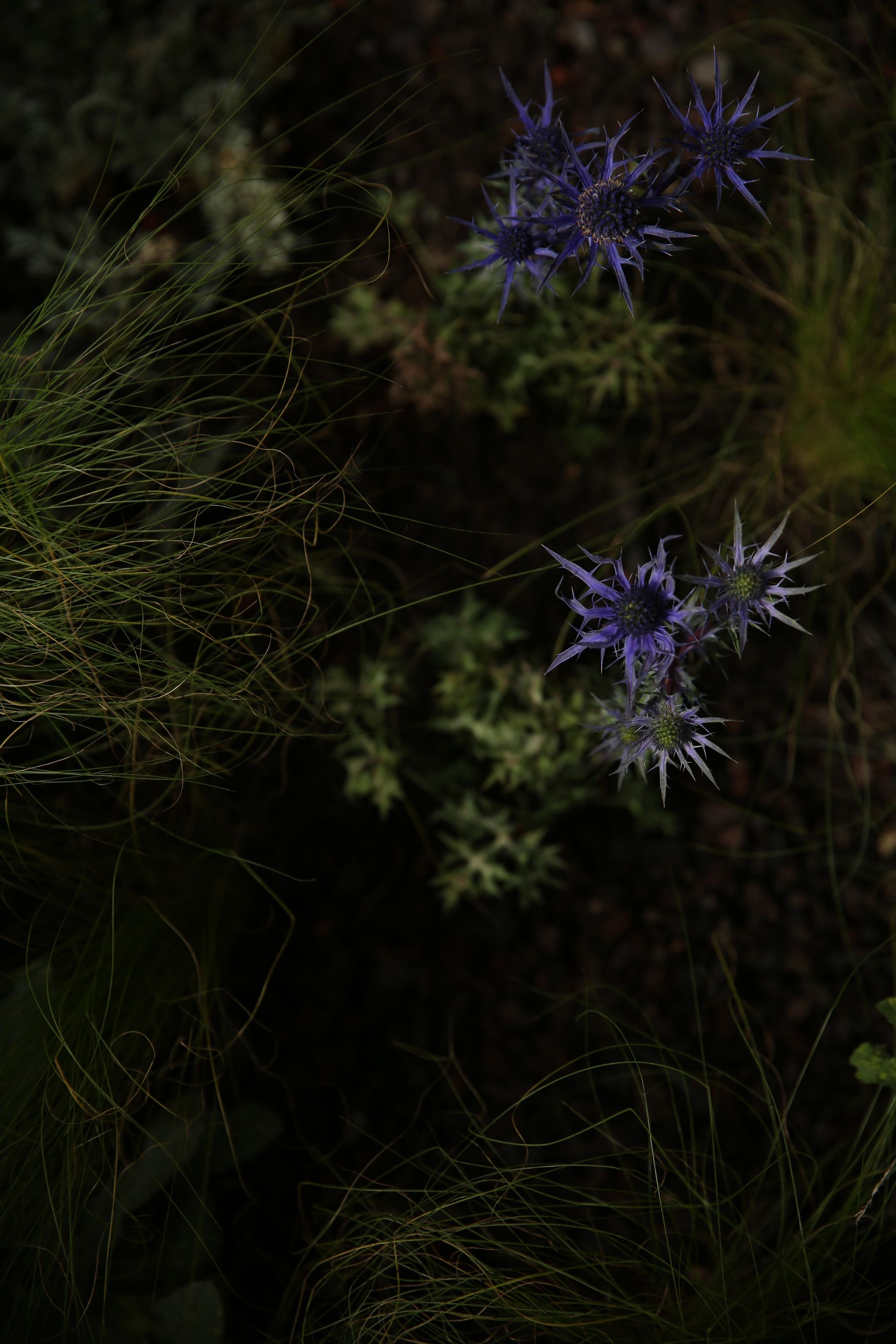 Julian Mullan Gartengestaltung