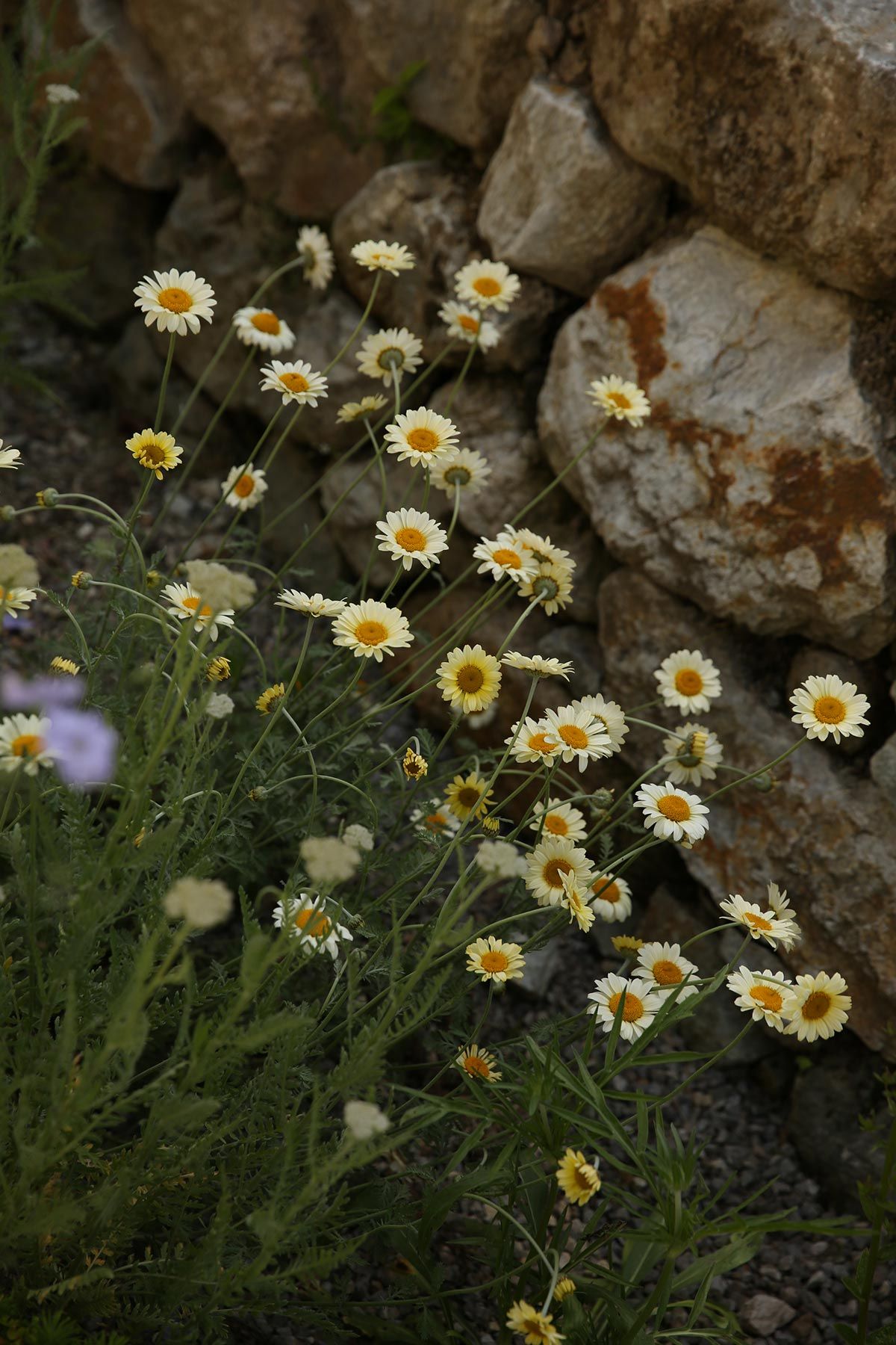 J. Mullan Gardens & Landscapes drought resilient plantings