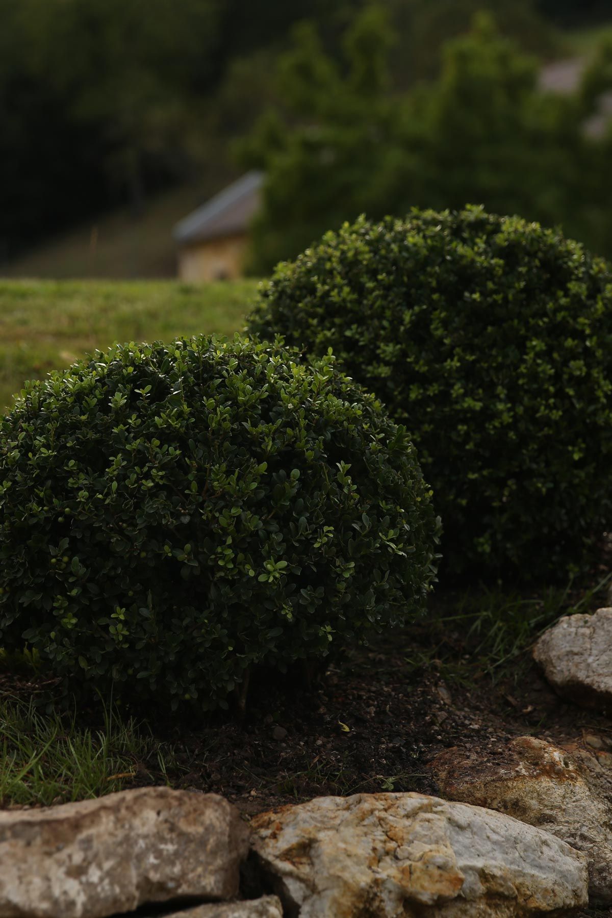 J. Mullan Gardens & Landscapes drought resilient plantings