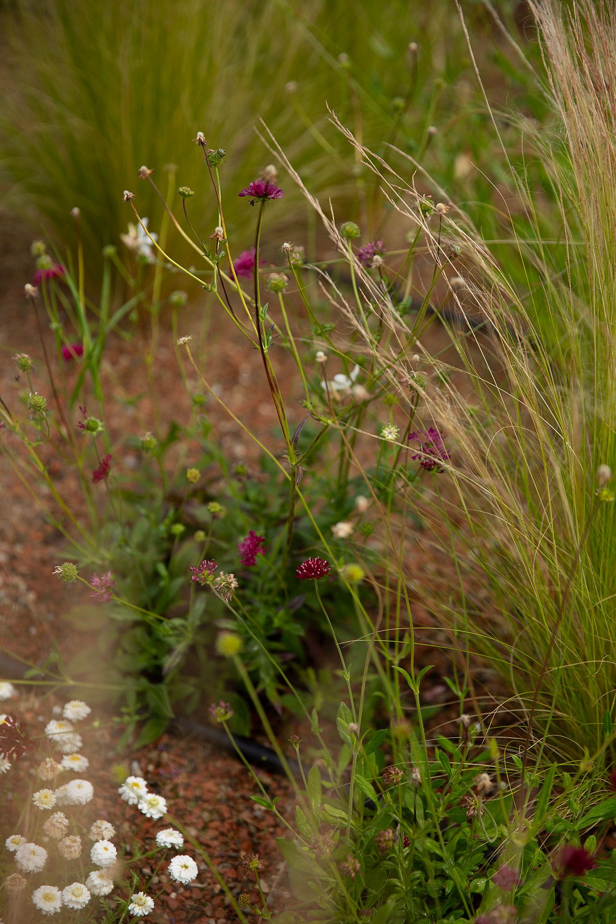 drought resistant perennial rooftop garden design julian mullan
