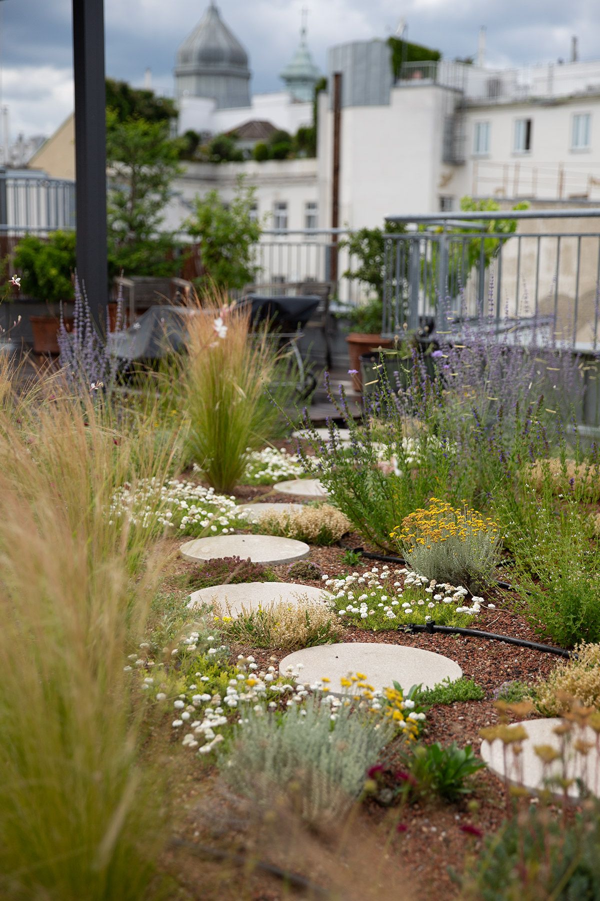 drought resistant perennial rooftop garden design julian mullan