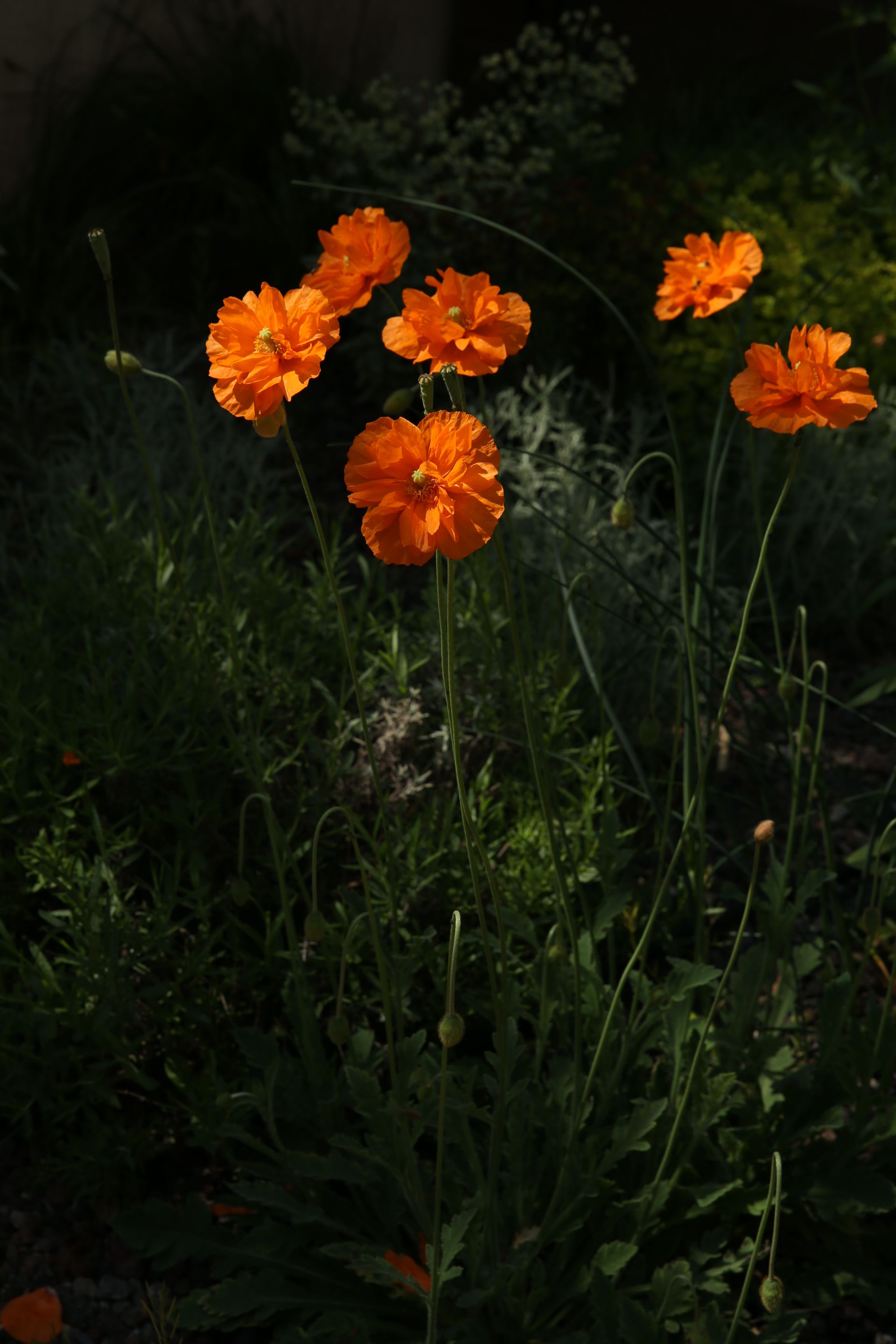 J. Mullan: Gardens & Landscapes | Vienna, Austria