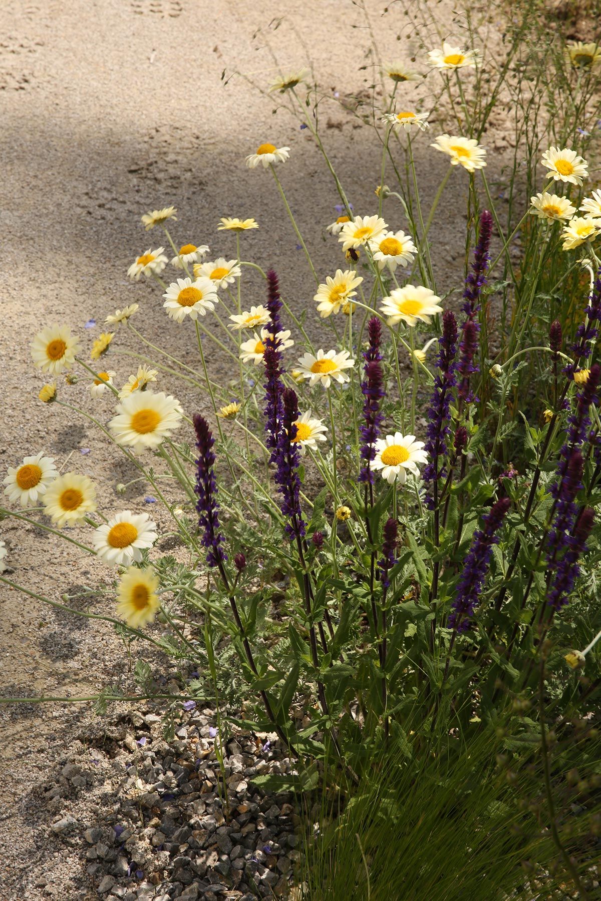 J. Mullan Gardens & Landscapes drought resilient plantings