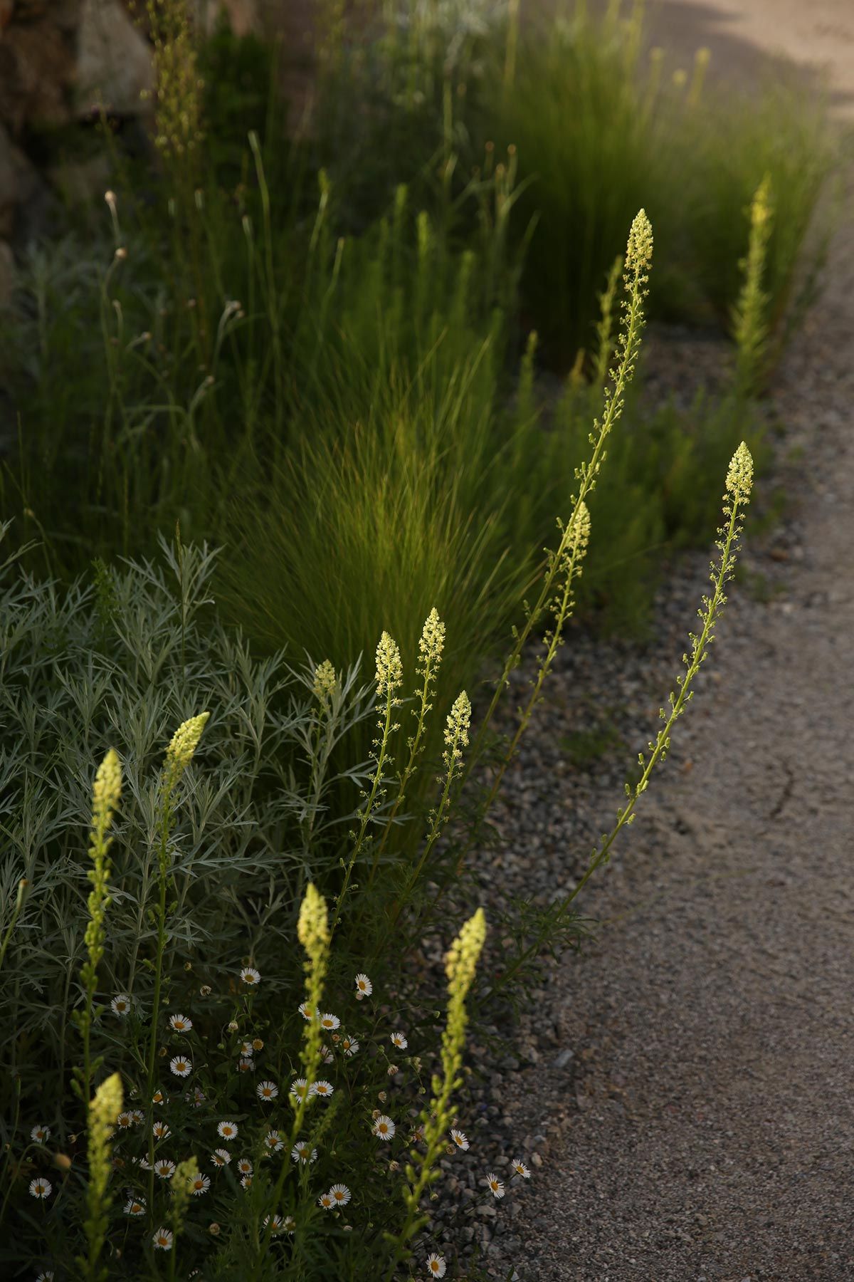 J. Mullan Gardens & Landscapes drought resilient plantings