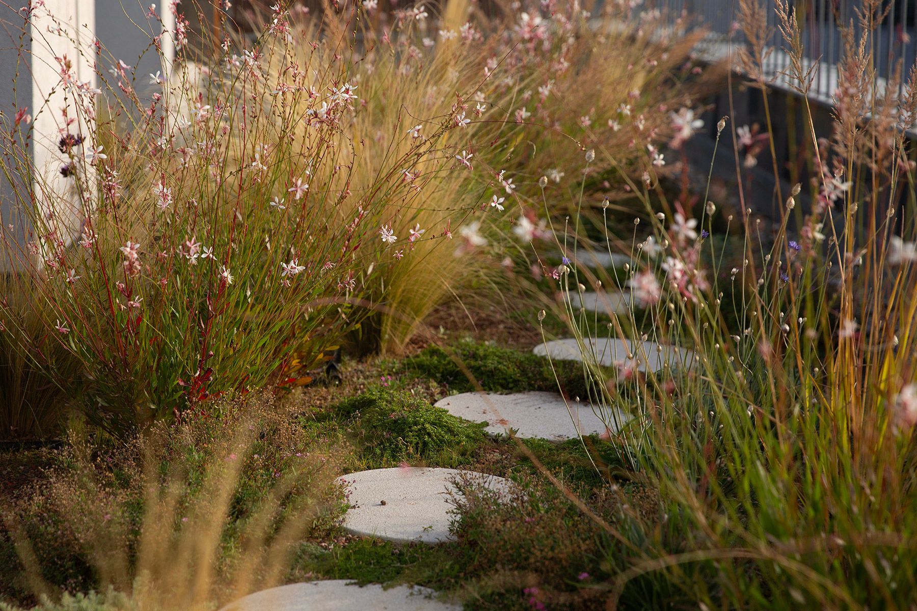 drought resistant perennial rooftop garden design julian mullan
