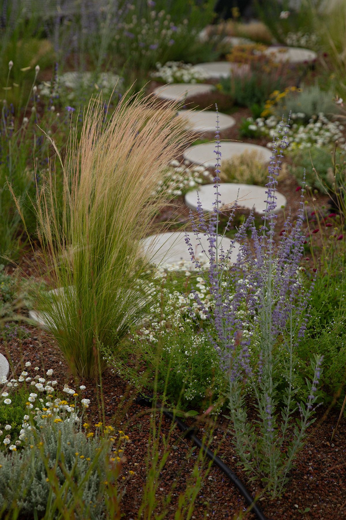 drought resistant perennial rooftop garden design julian mullan