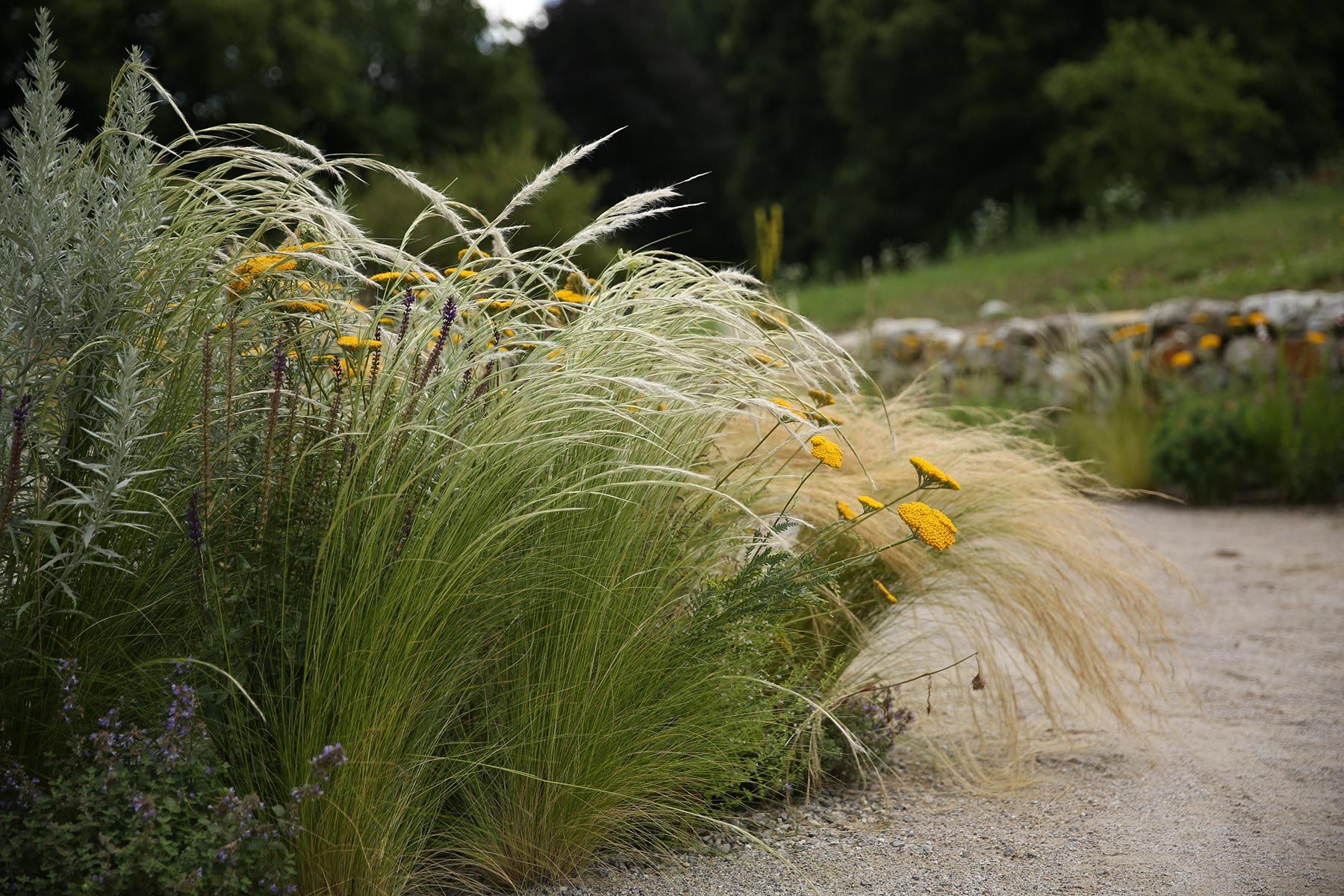 J. Mullan Gardens & Landscapes drought resilient plantings