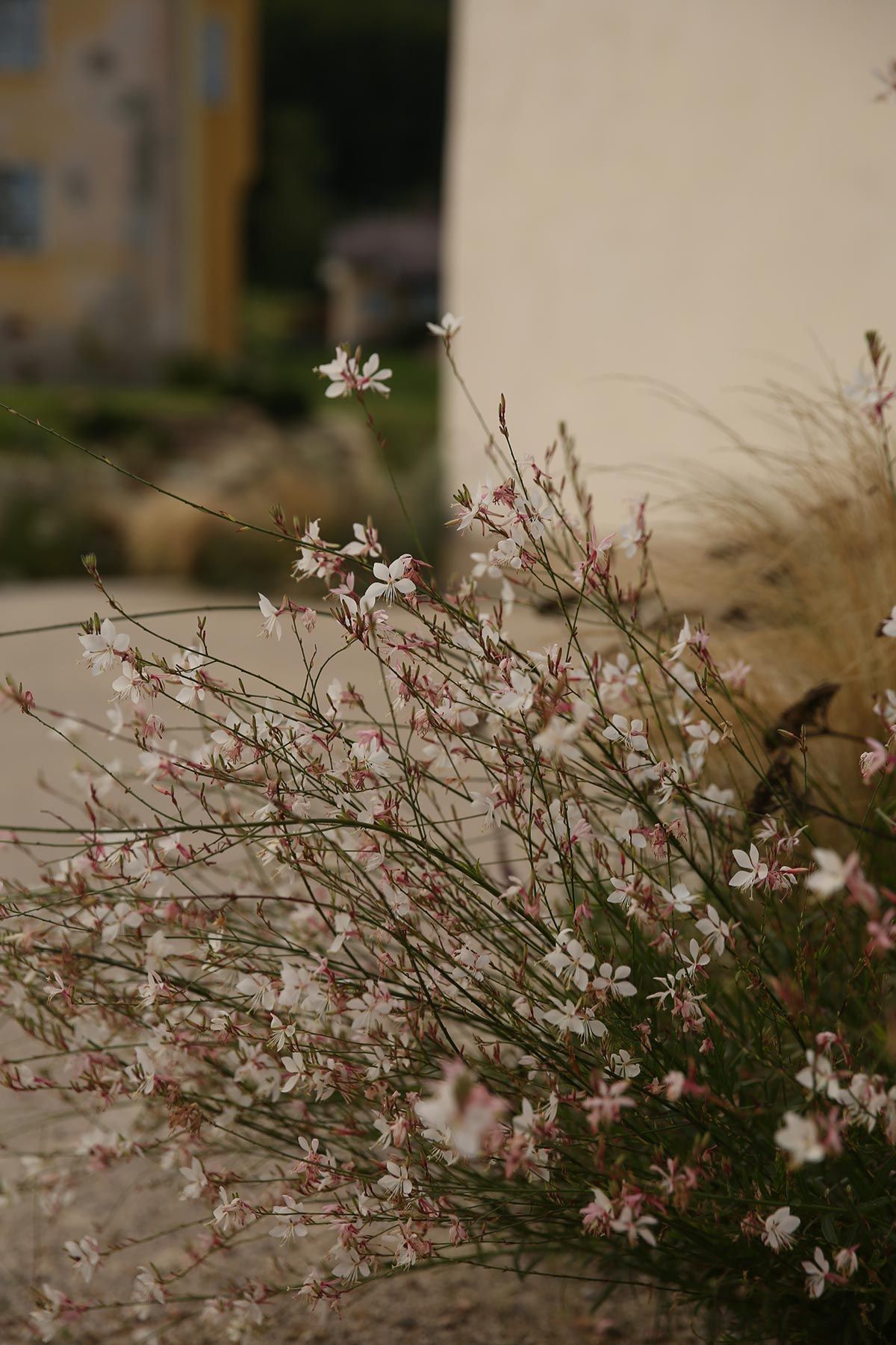J. Mullan Gardens & Landscapes drought resilient plantings