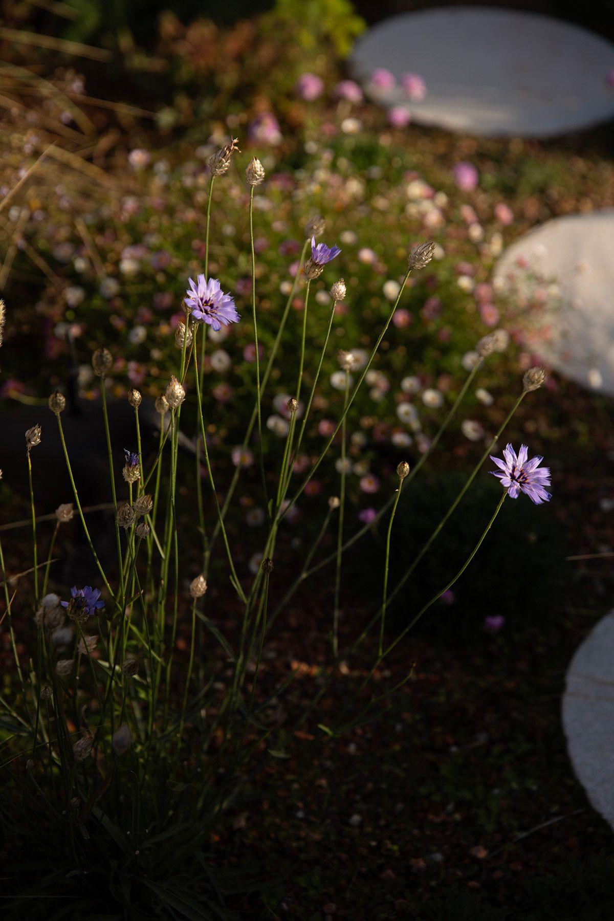 drought resistant perennial rooftop garden design julian mullan