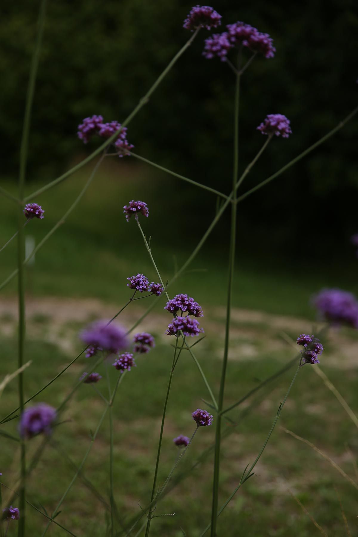 J. Mullan Gardens & Landscapes drought resilient plantings