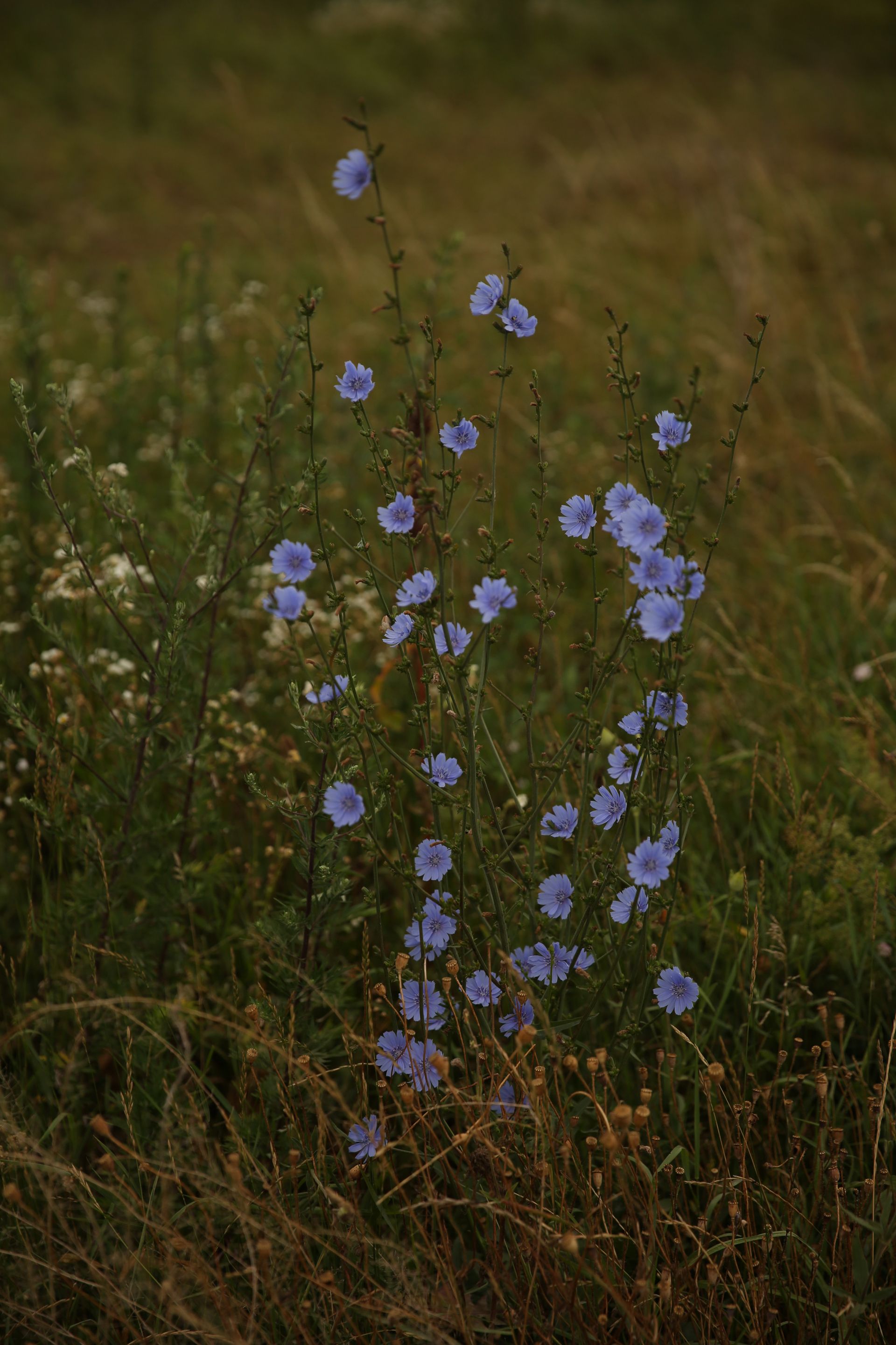 J. Mullan: Gardens & Landscapes | Vienna, Austria