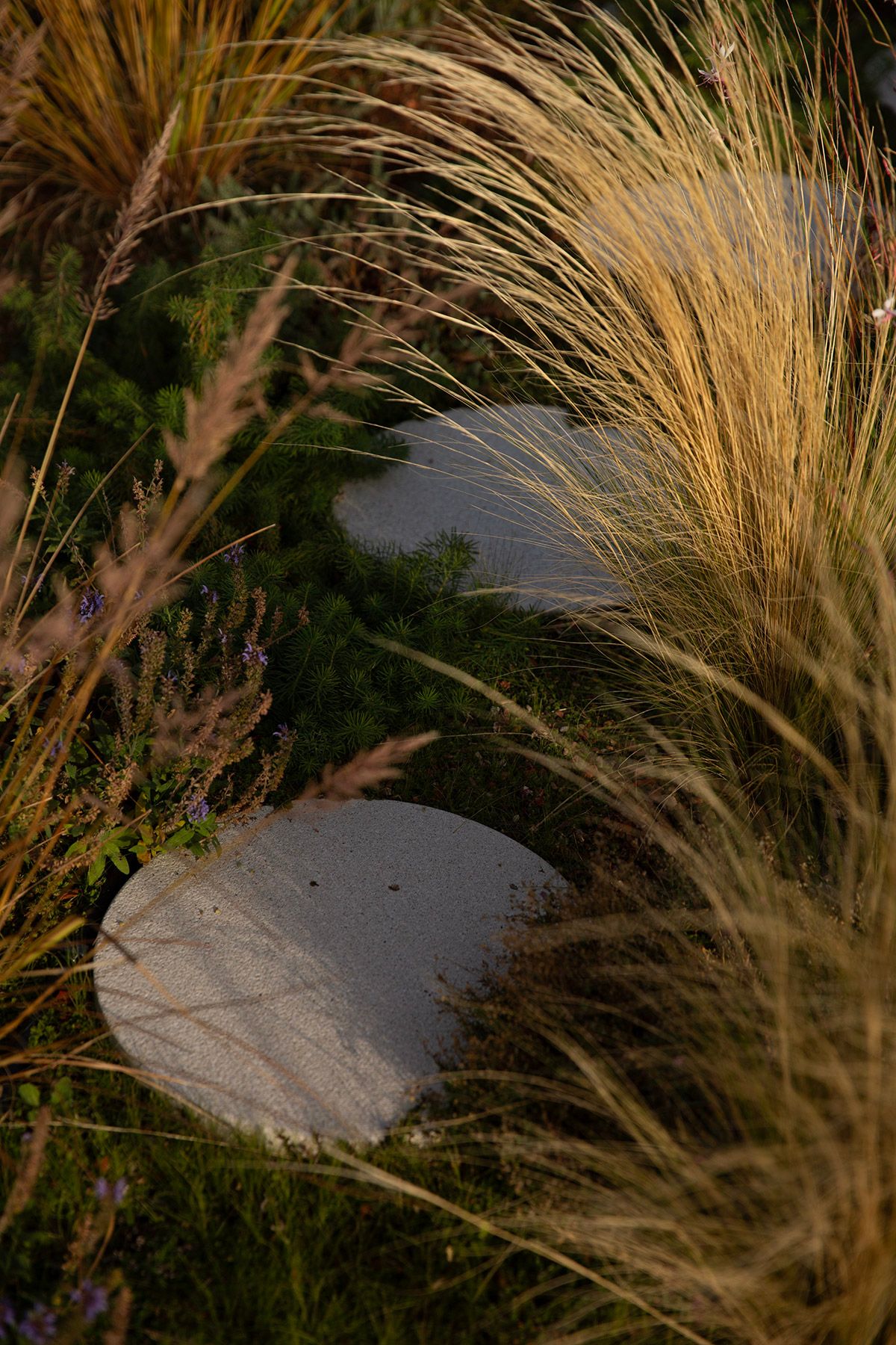 drought resistant perennial rooftop garden design julian mullan