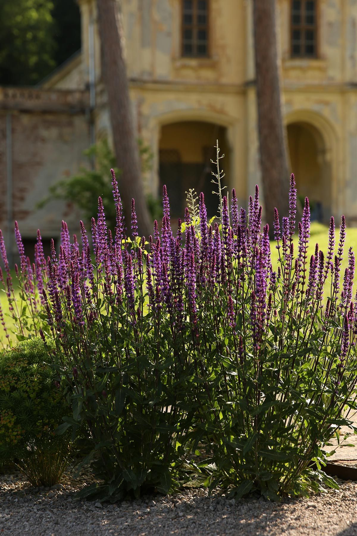 J. Mullan Gardens & Landscapes drought resilient plantings