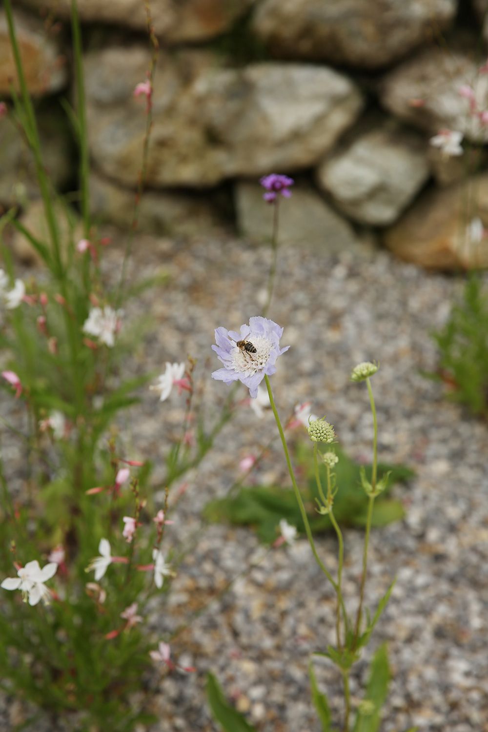 naturnahe gartengestaltung wien