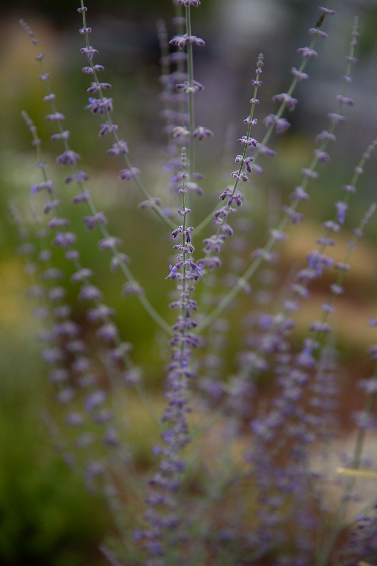 drought resistant perennial rooftop garden design julian mullan