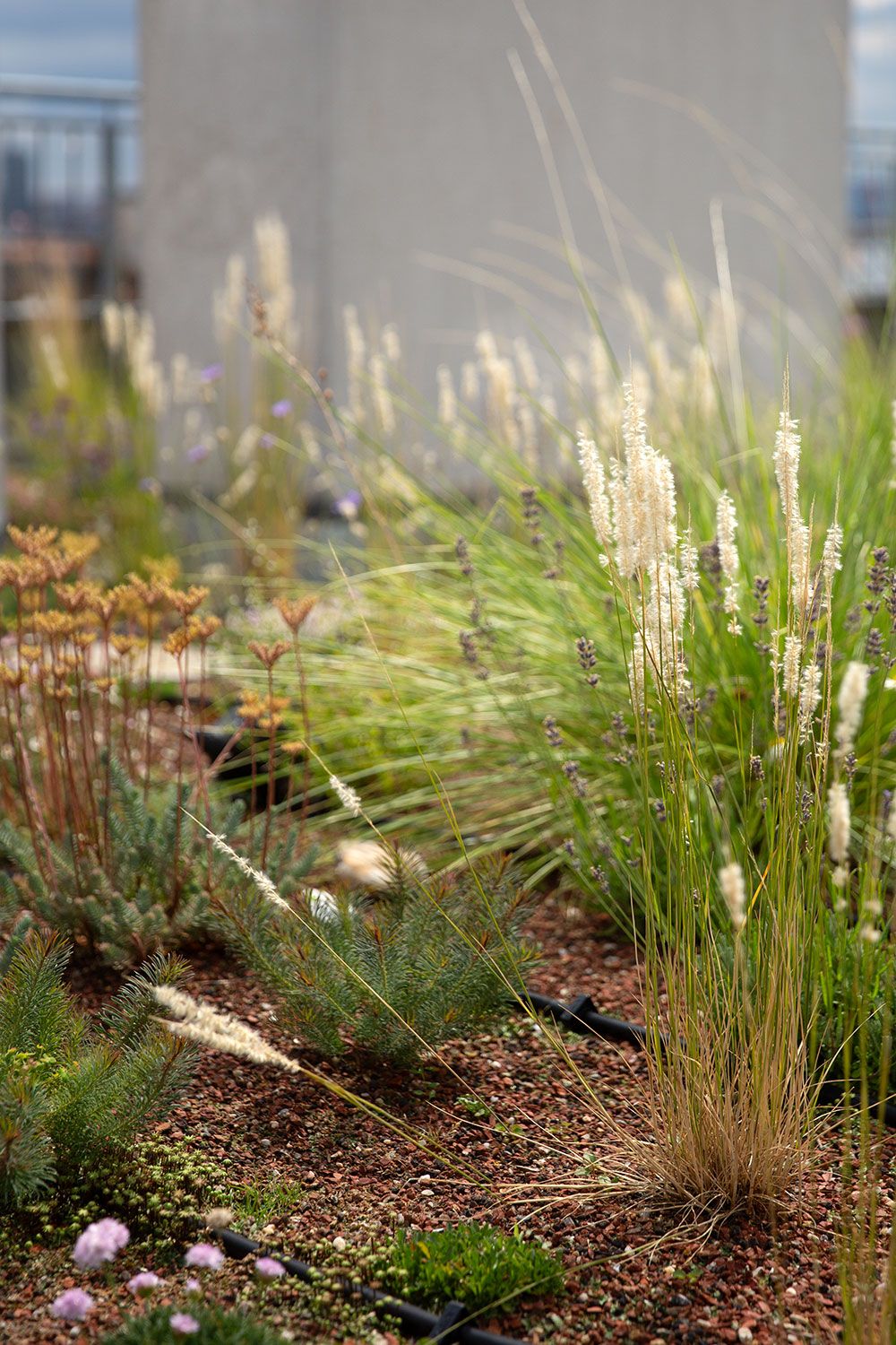 Dachgarten Dachbegrünung Gartengestaltung