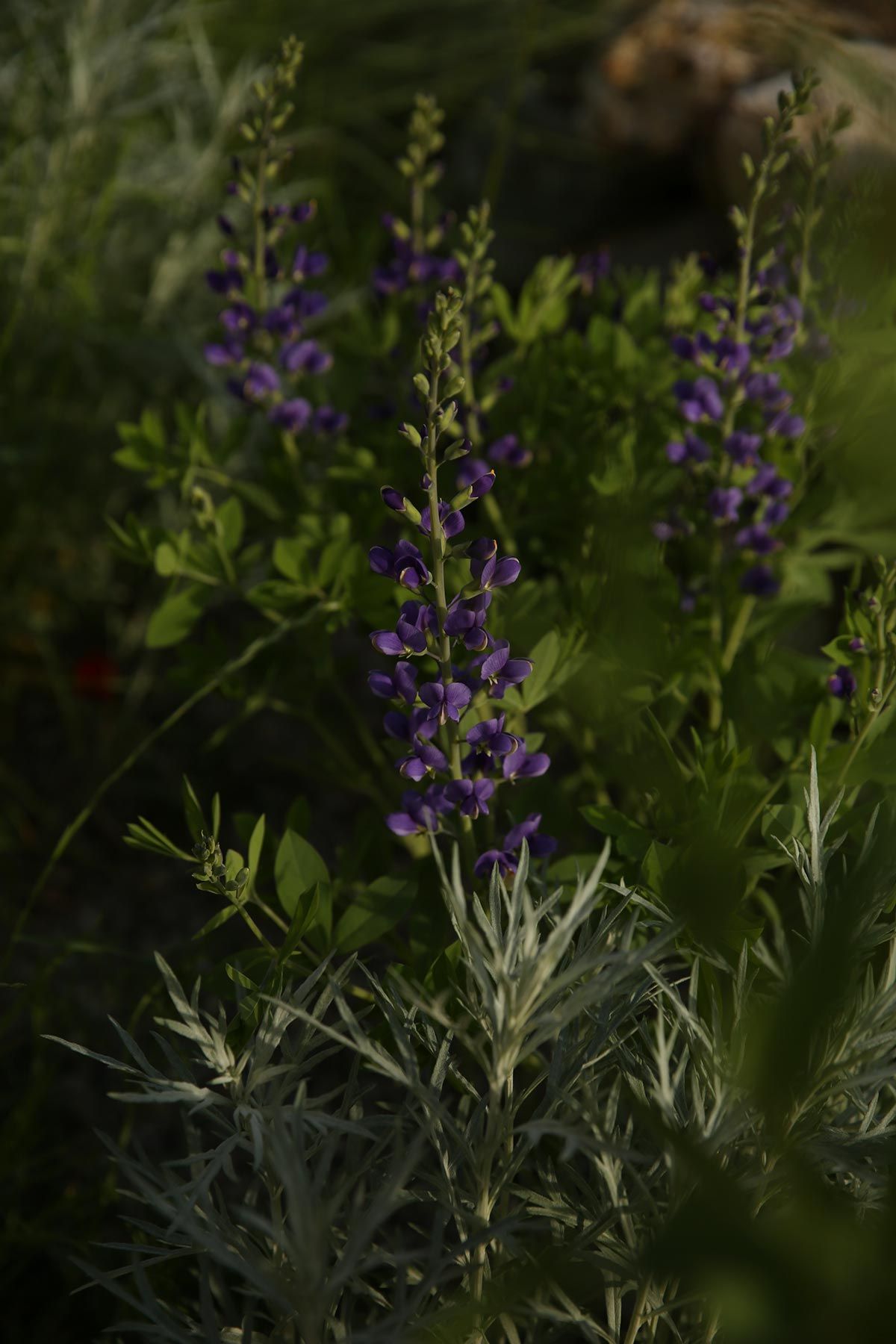 J. Mullan Gardens & Landscapes drought resilient plantings