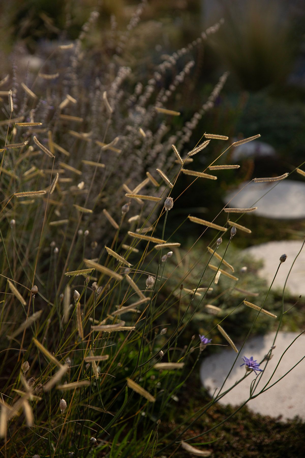 drought resistant perennial rooftop garden design julian mullan