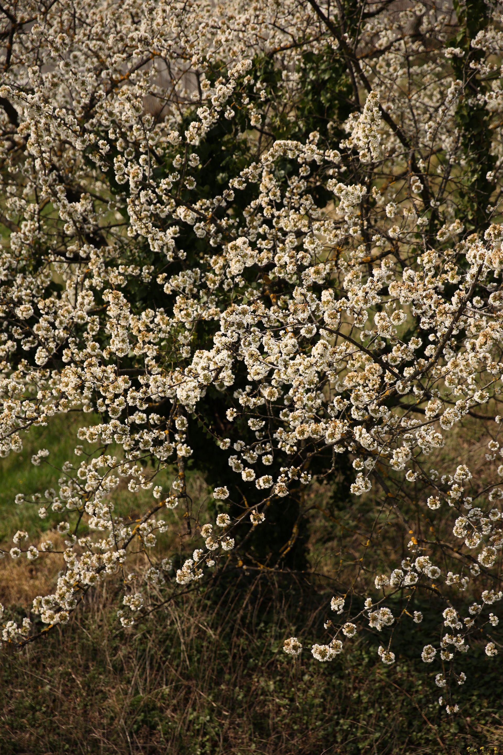 J. Mullan: Gardens & Landscapes | Vienna, Austria