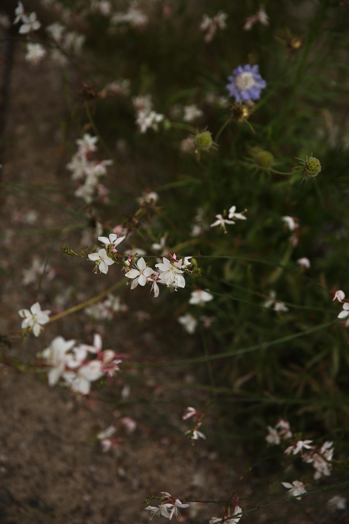 J. Mullan Gardens & Landscapes drought resilient plantings