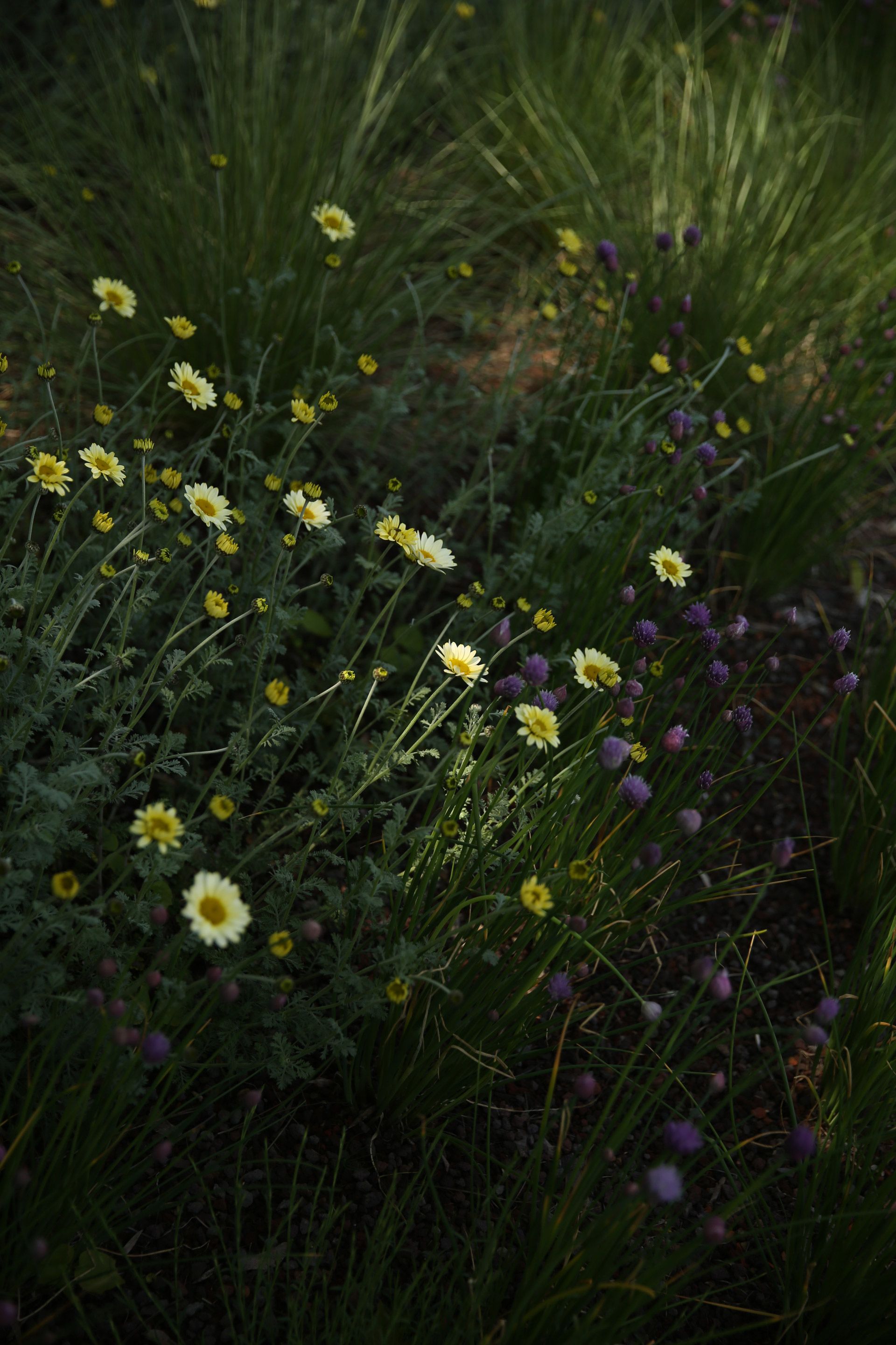 J. Mullan: Gardens & Landscapes | Vienna, Austria