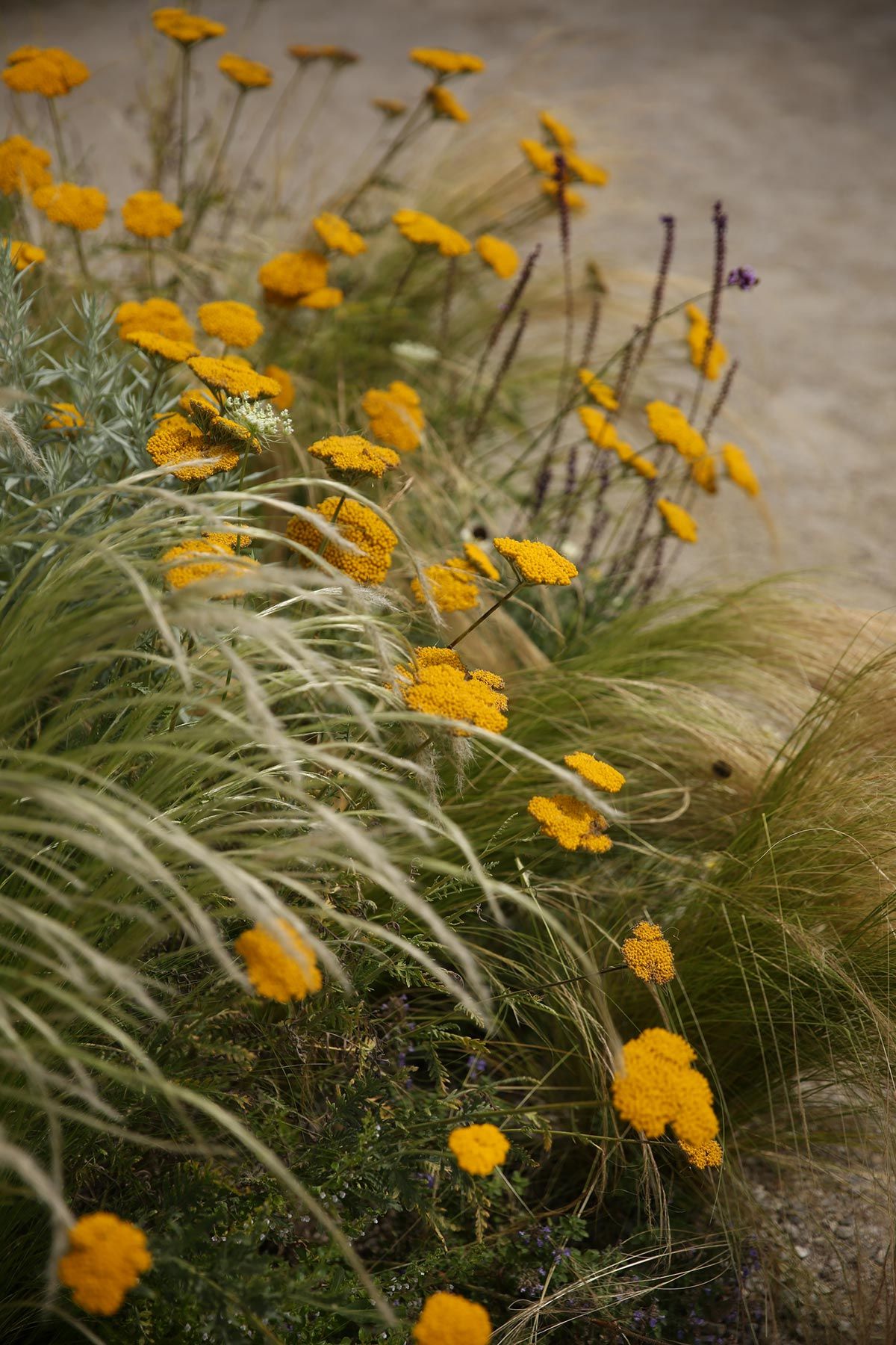 J. Mullan Gardens & Landscapes drought resilient plantings