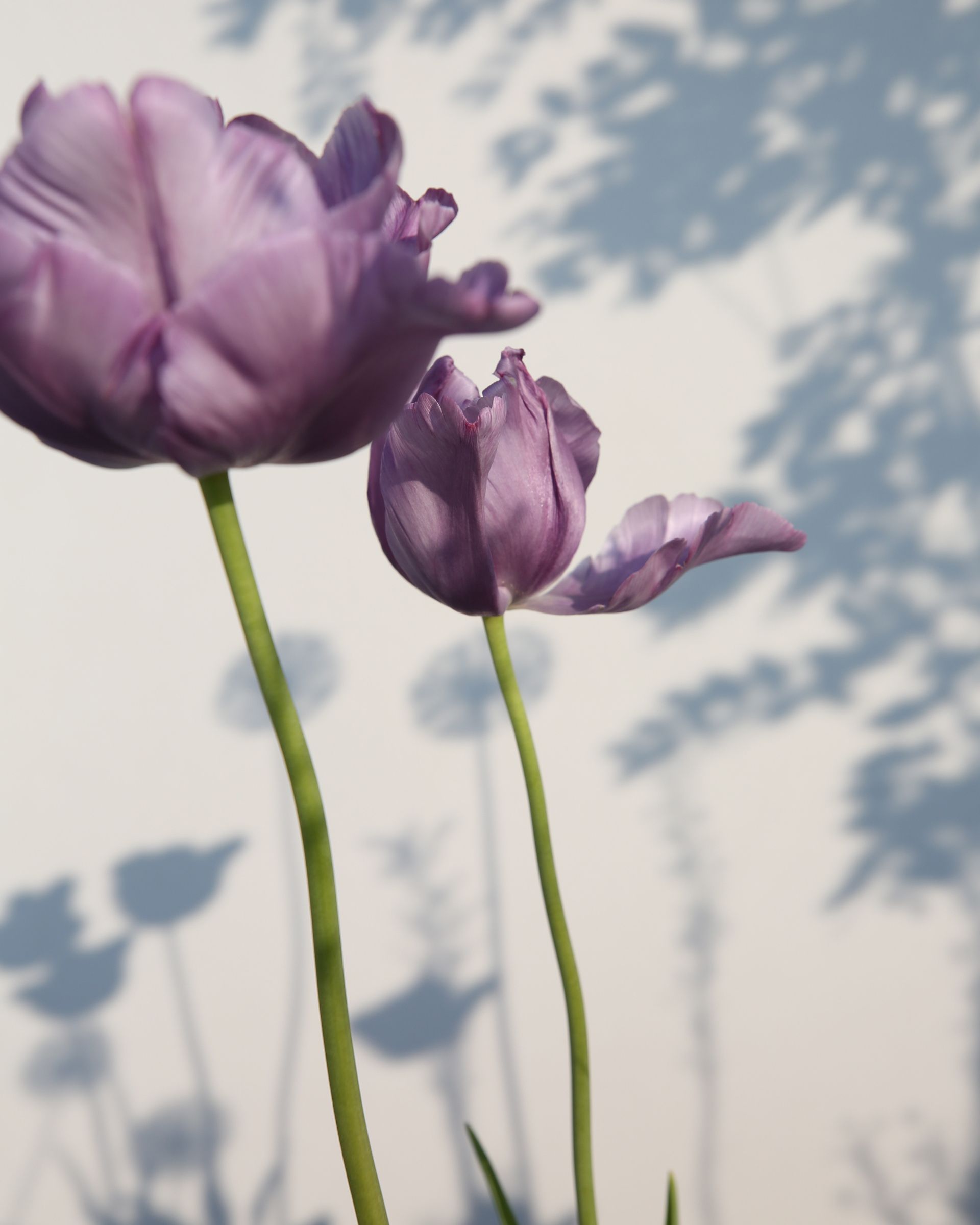 J. Mullan: Gardens & Landscapes | Vienna, Austria