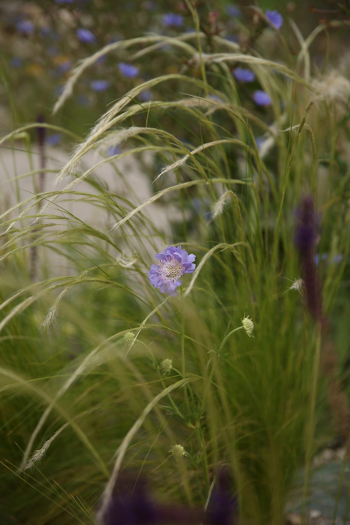 J. Mullan Gardens & Landscapes drought resilient plantings