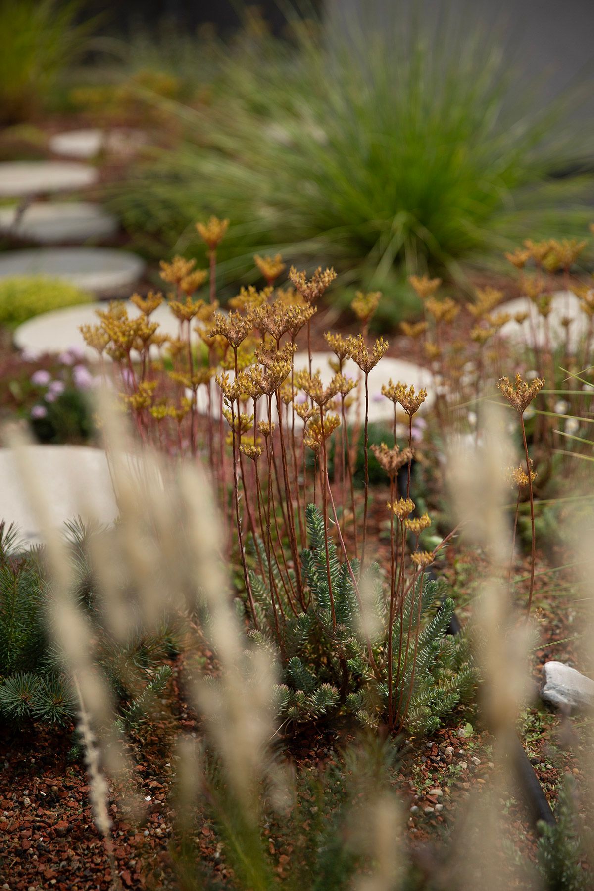 drought resistant perennial rooftop garden design julian mullan