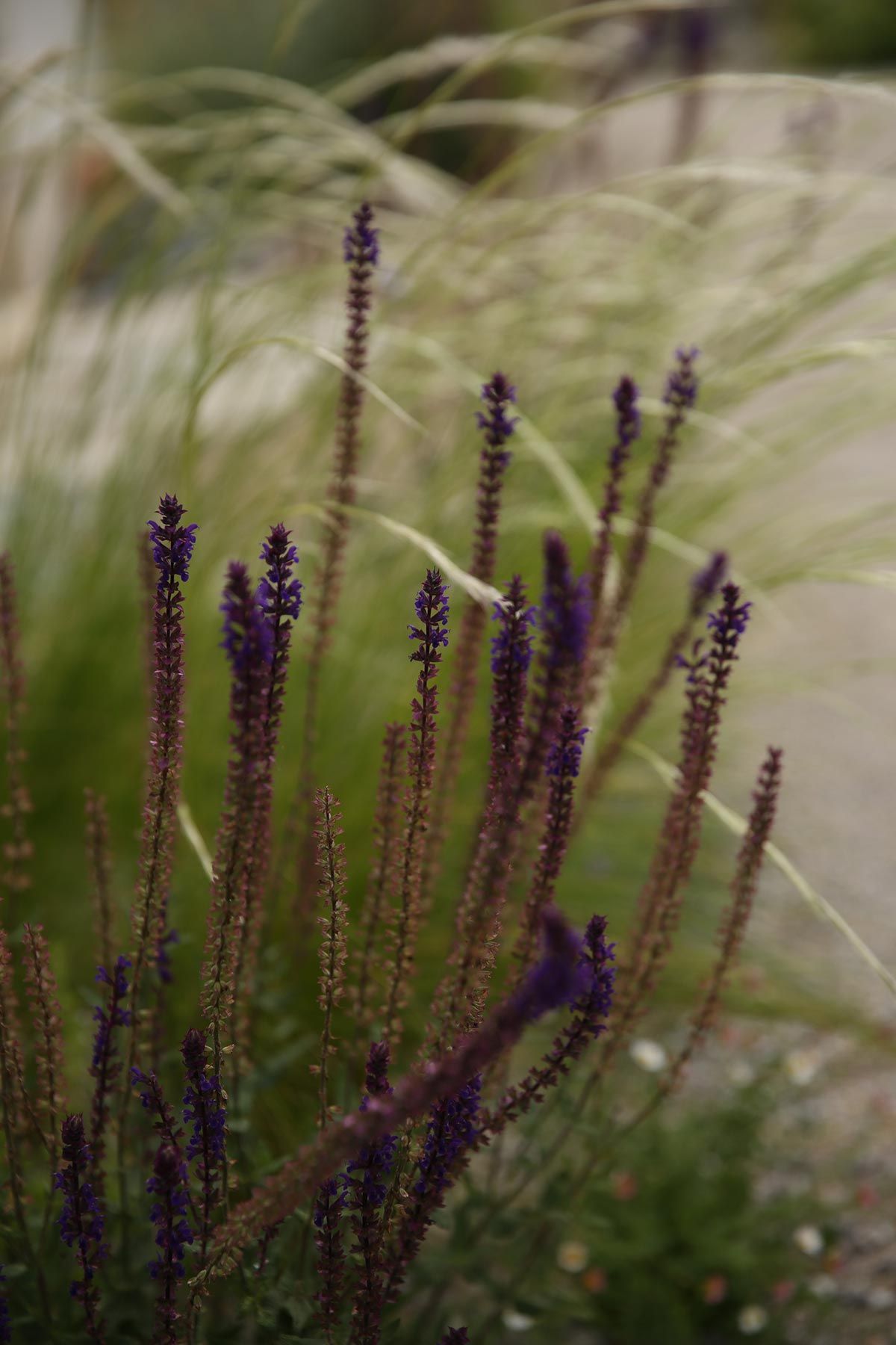 J. Mullan Gardens & Landscapes drought resilient plantings