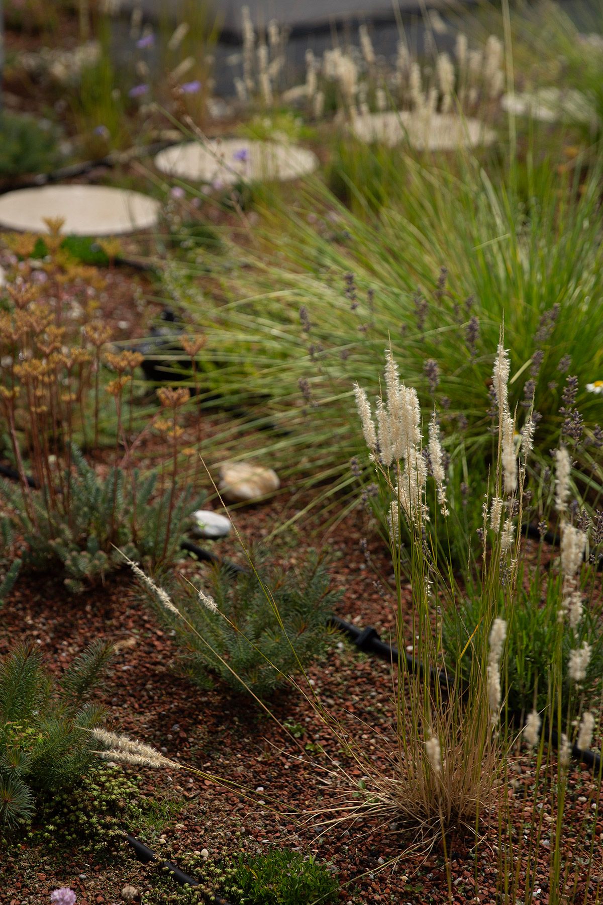 drought resistant perennial rooftop garden design julian mullan
