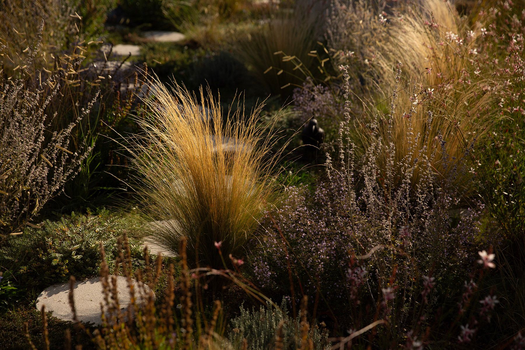 drought resistant perennial rooftop garden design julian mullan
