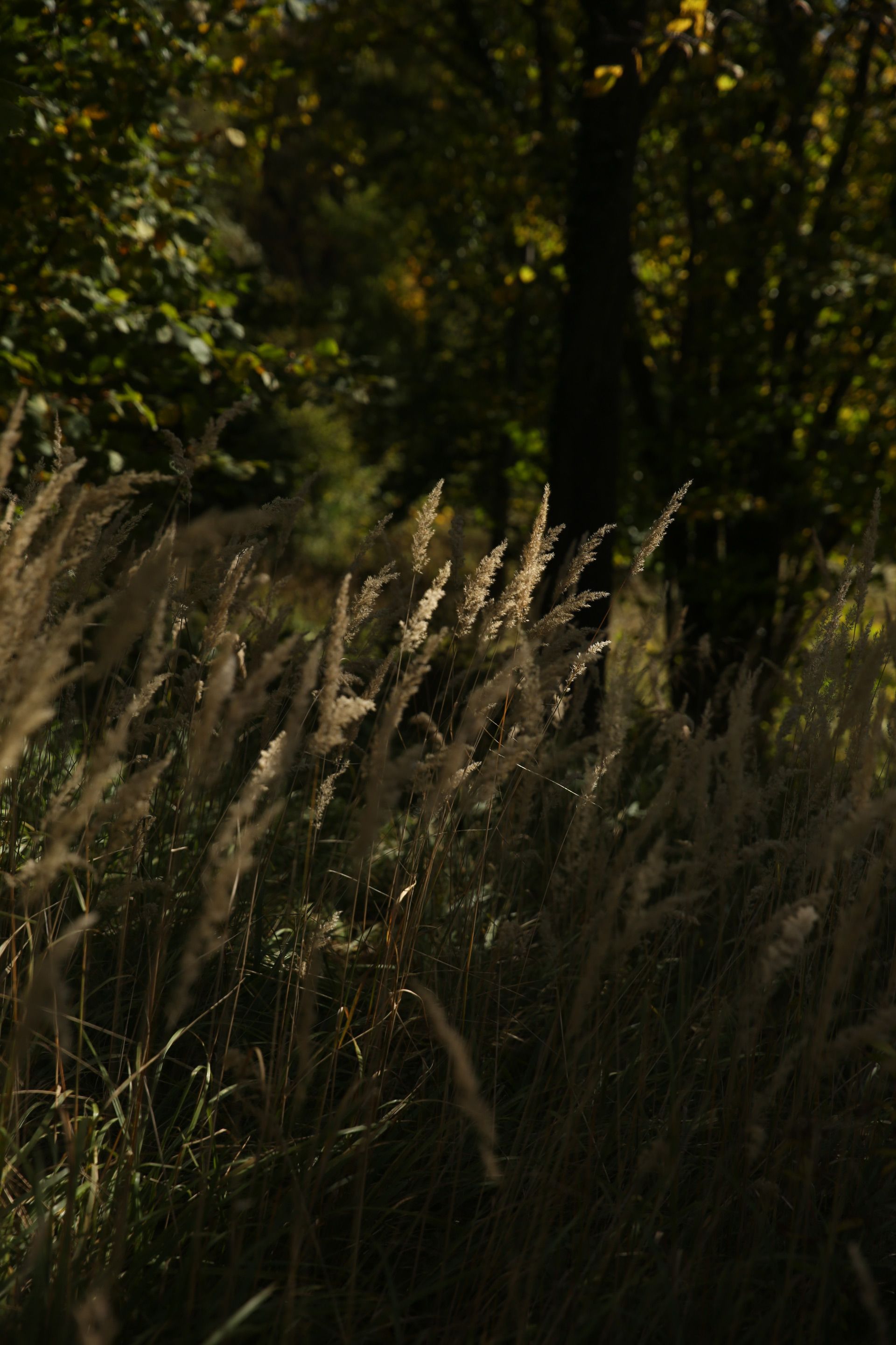 Julian Mullan Gartengestaltung 