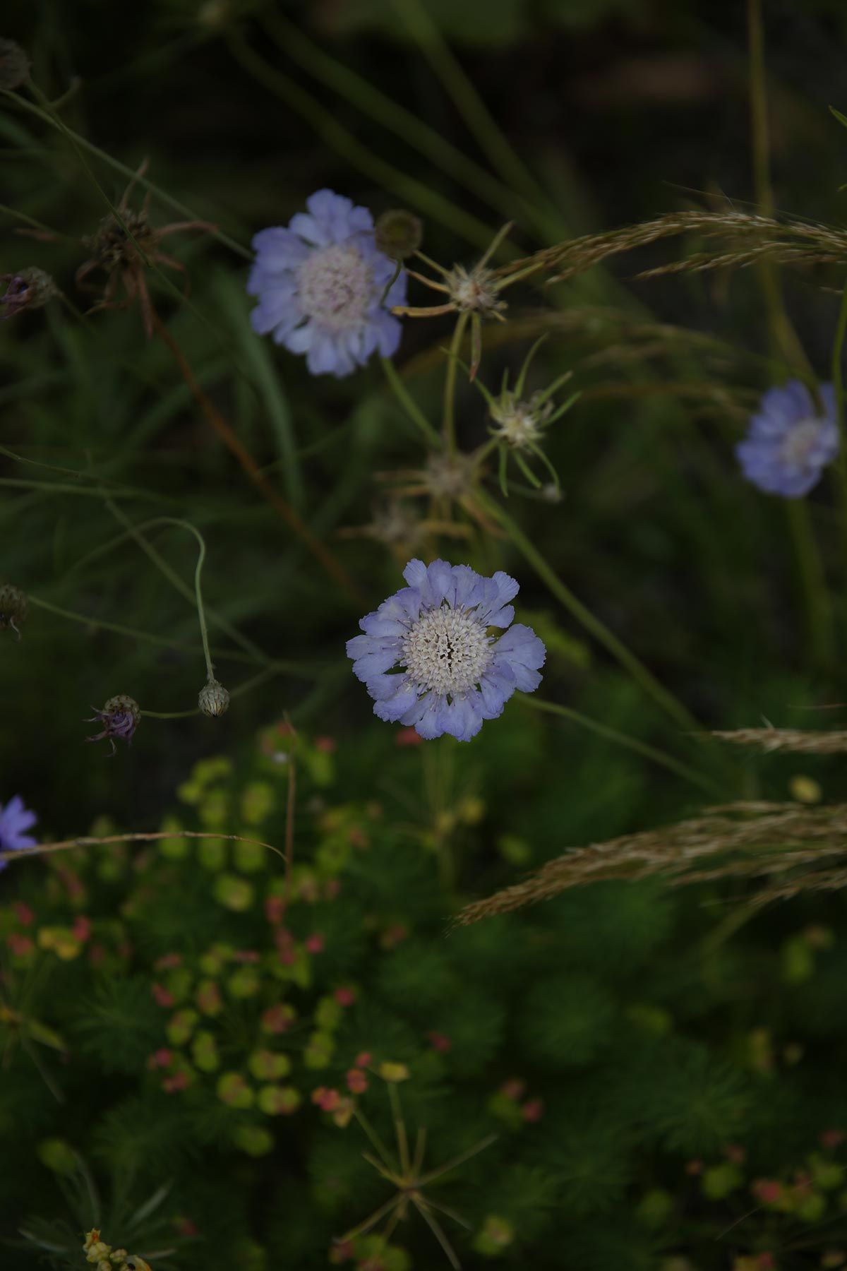 J. Mullan Gardens & Landscapes drought resilient plantings