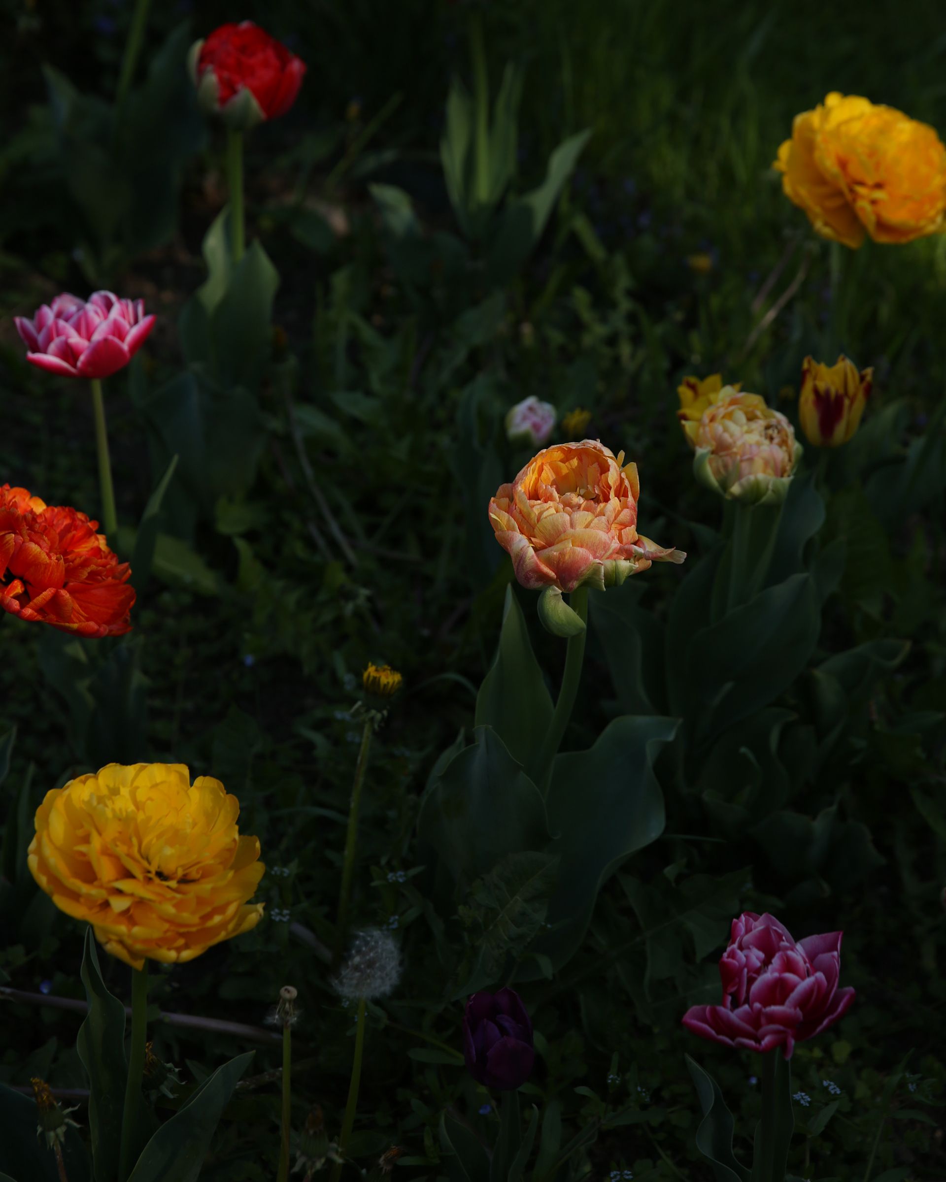 J. Mullan: Gardens & Landscapes | Vienna, Austria