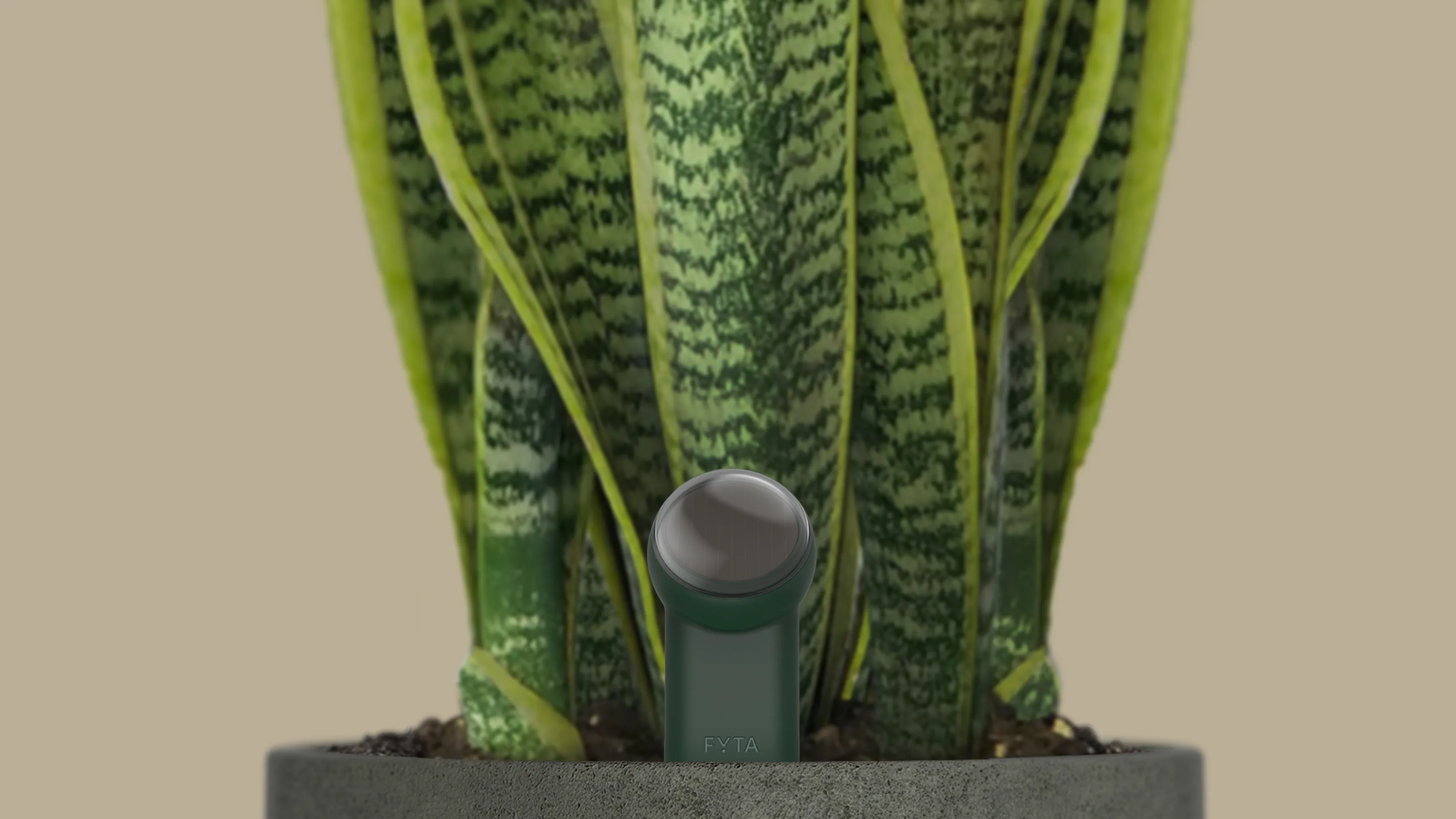 A Fyta smart plant sensor almost hidden in the vegetation of a potted plant