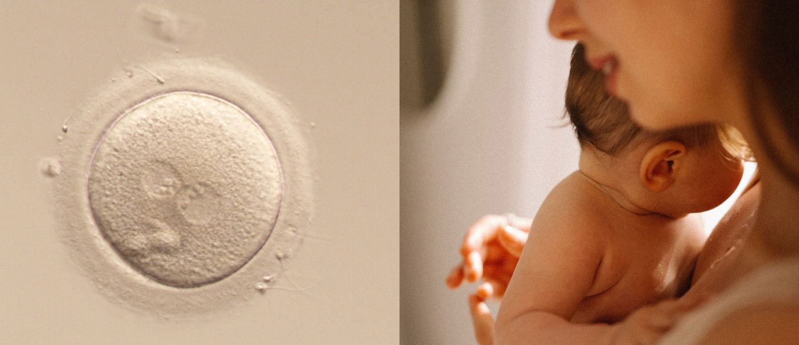 Fertilitet