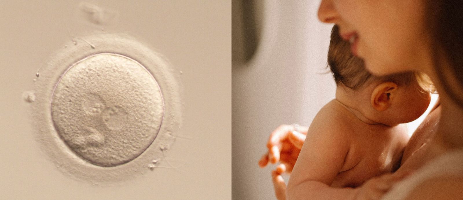 Fertilitet