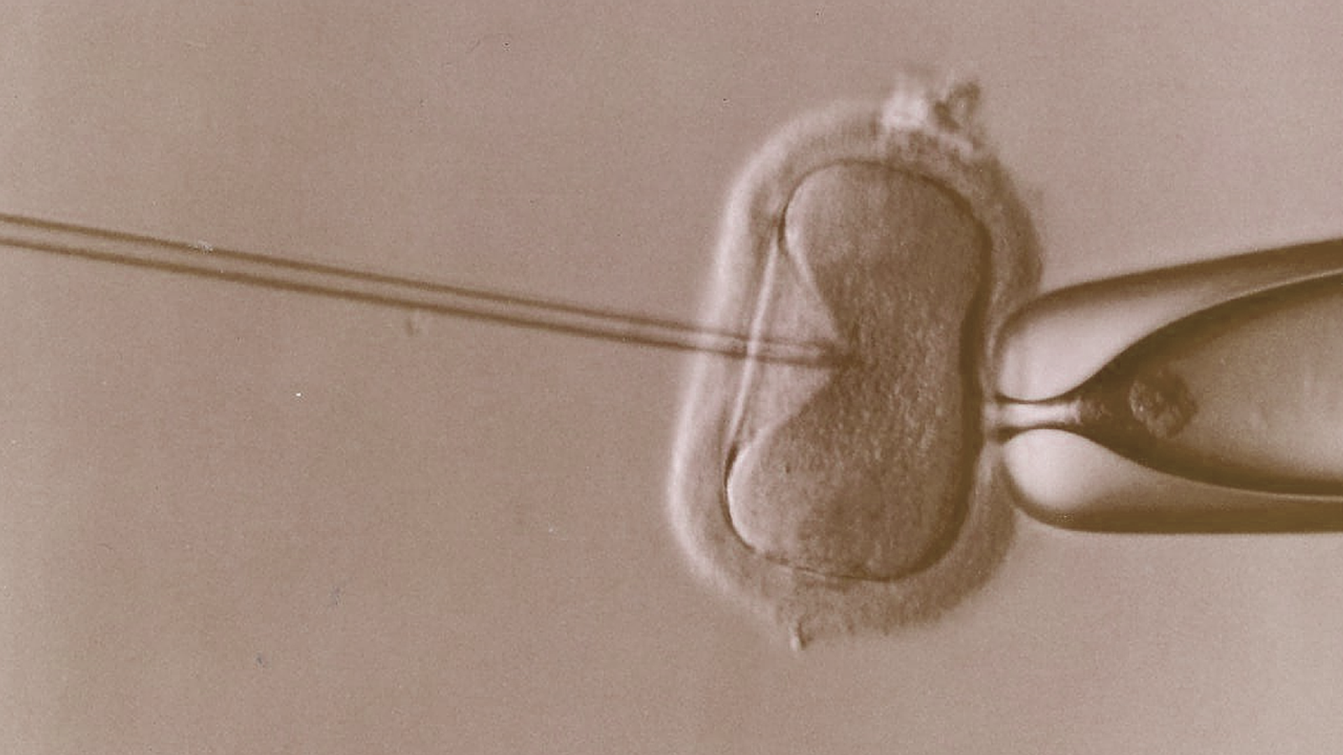 Prisliste for fertilitet