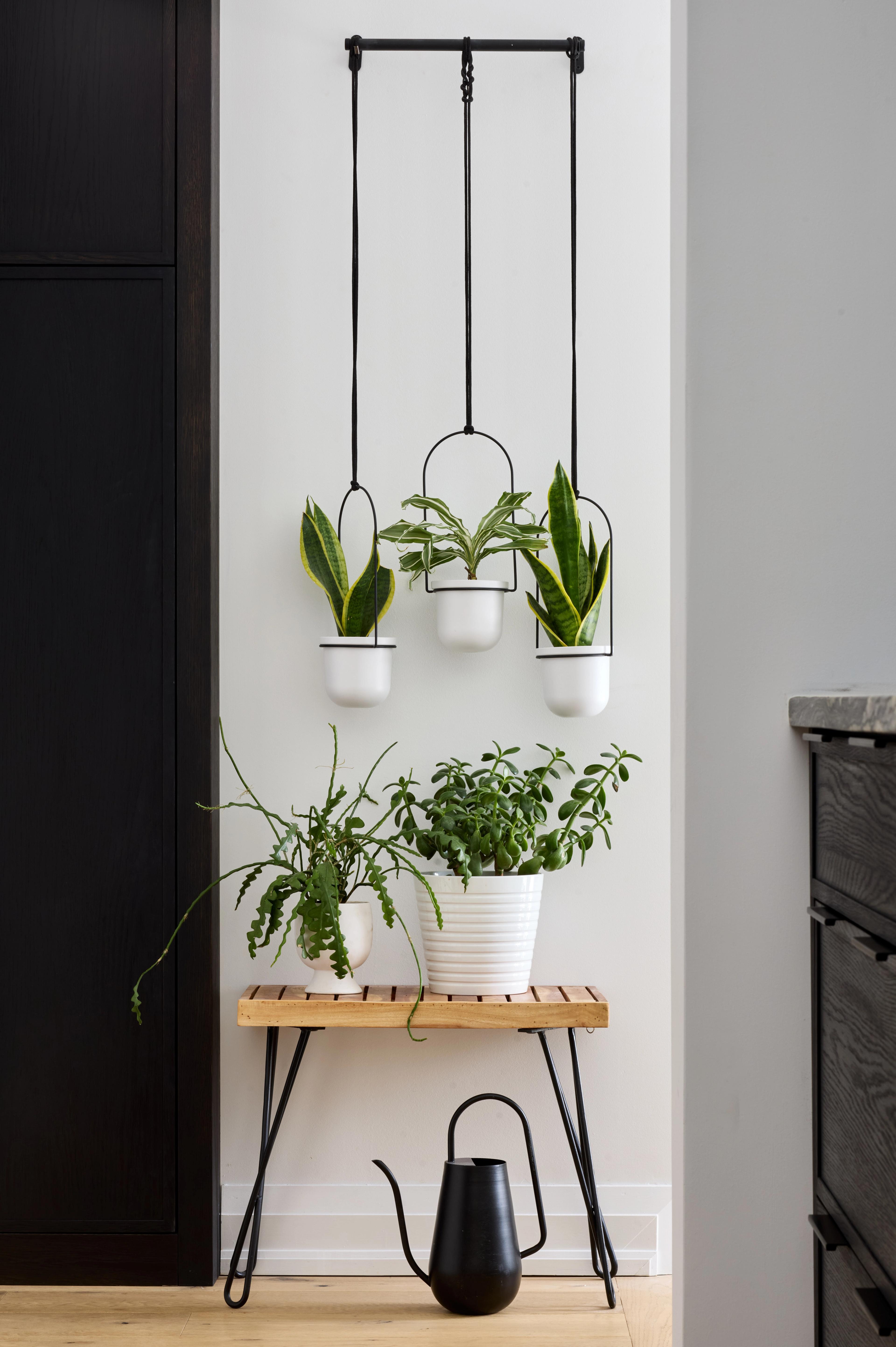 Hall detail with plants and dark cabinetry