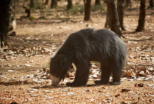 Ranthambore's Wildlife Beyond Tigers: Leopards, Sloth Bears and 300 Bird Species