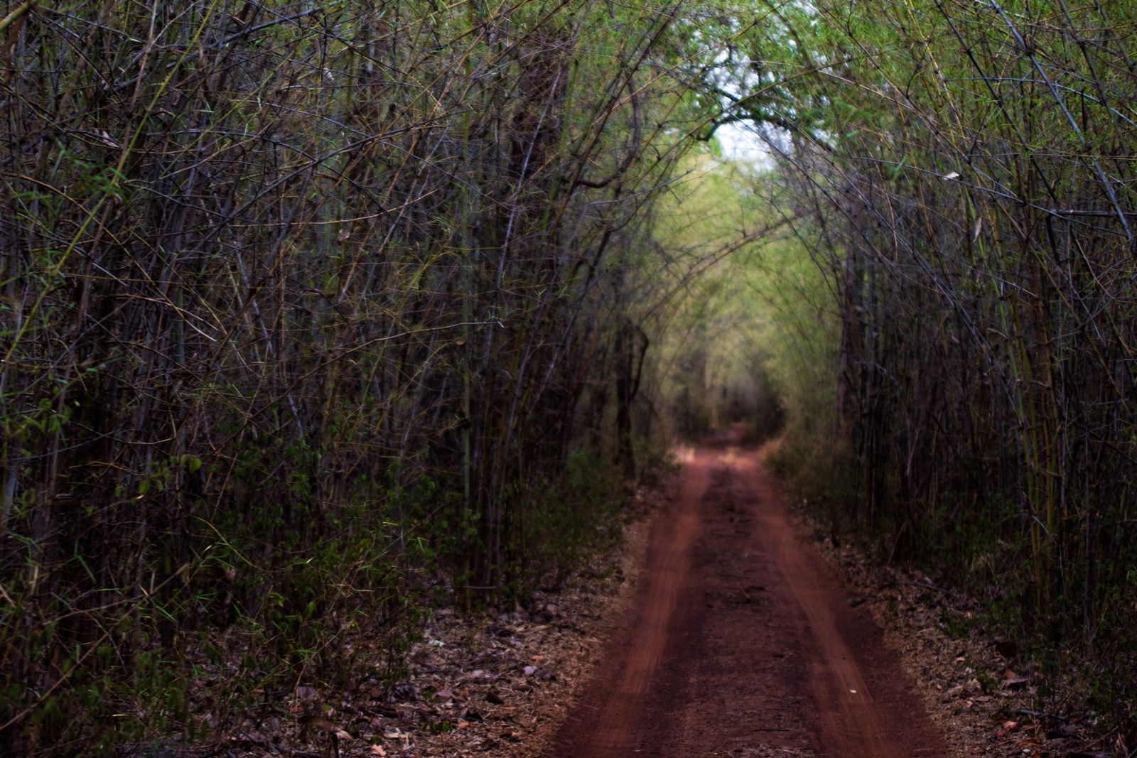 The Forests and Communities of Tadoba: A Central India Portrait