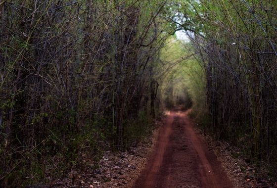 The Forests and Communities of Tadoba: A Central India Portrait
