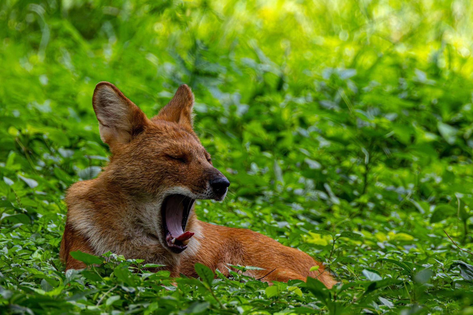 Dhole