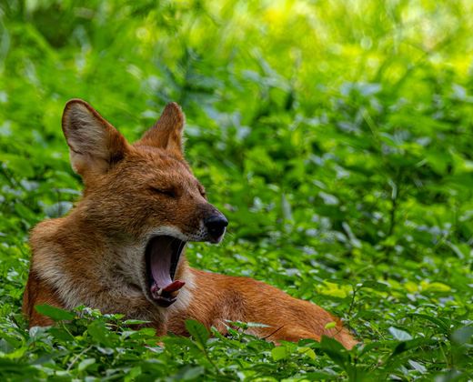 Dhole